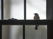 16th Mar 2022 - Bluebird knocking at the window