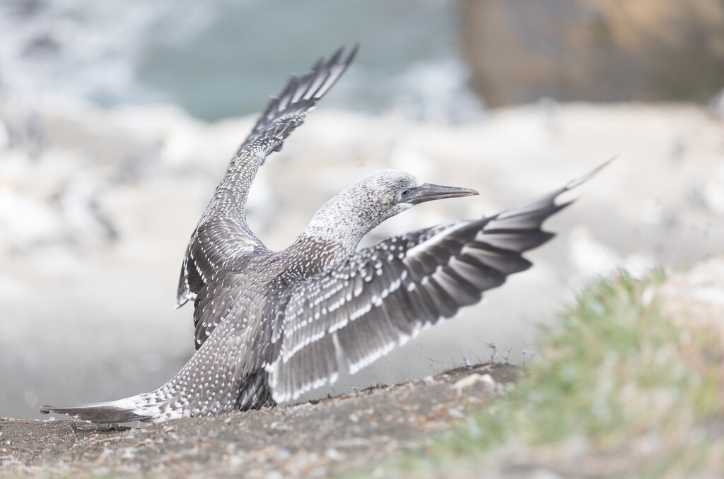 Starting to fly by creative_shots