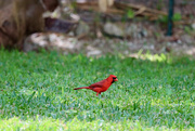 12th Mar 2022 - Cardinals in our garden!
