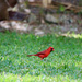 Cardinals in our garden! by lisasavill
