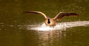 16th Mar 2022 - The Goose Coming In for a Landing!