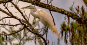 16th Mar 2022 - Egrets Still Looking for Twigs and Sticks!
