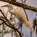 Egrets Still Looking for Twigs and Sticks! by rickster549