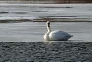 16th Mar 2022 - swan on ice