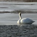 swan on ice by edorreandresen