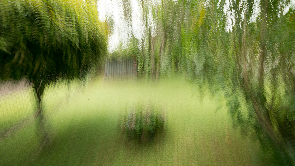 Multiple exposure: the back garden. by jeneurell