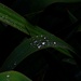 raindrops... by maggiemae