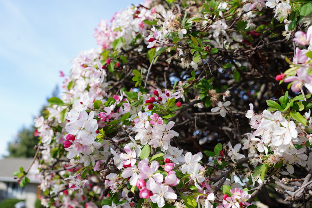 Japanese crabapple blossoms by acolyte