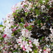 Japanese crabapple blossoms