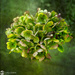 Green Hydrangea by yorkshirekiwi