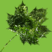 17th Mar 2022 - greenery in a leaf