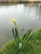 17th Mar 2022 - Solitary daffodil