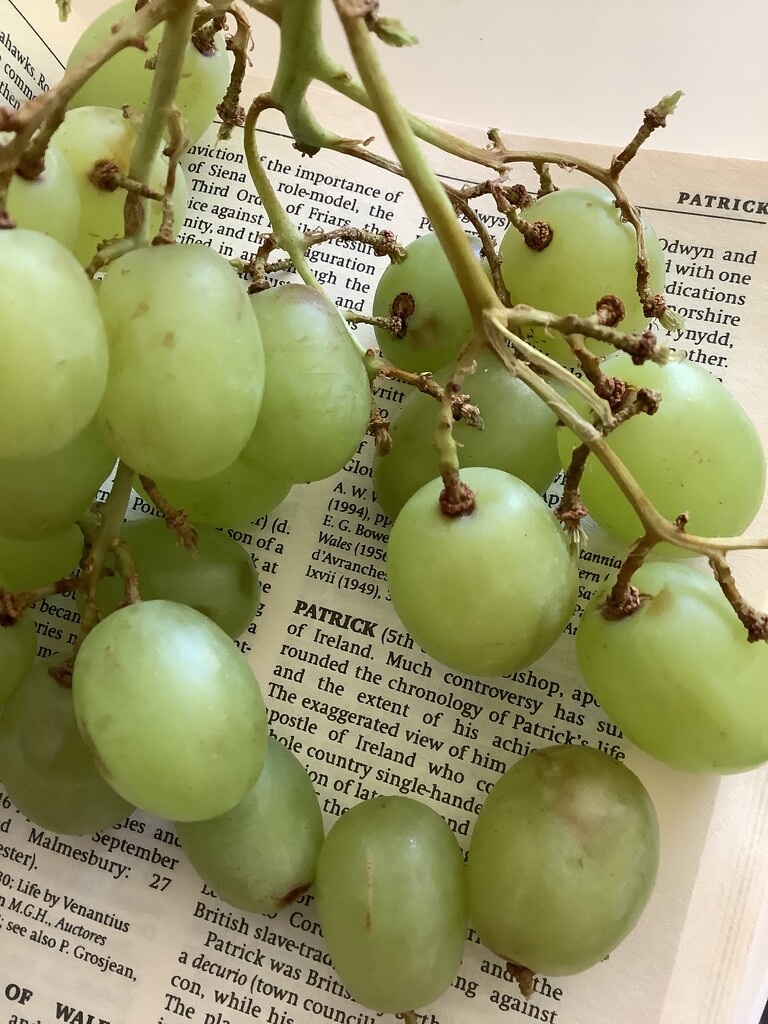 St pat and green grapes  by maggiej