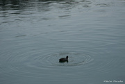 15th Mar 2022 - ripples