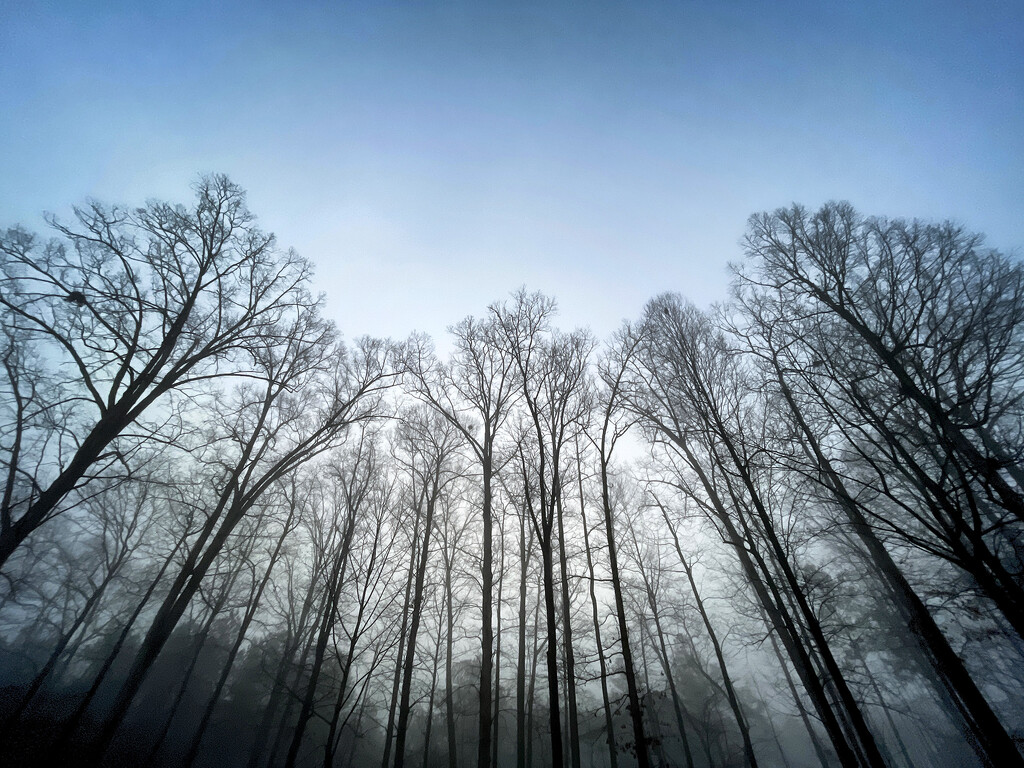 Foggy Morning Light by k9photo