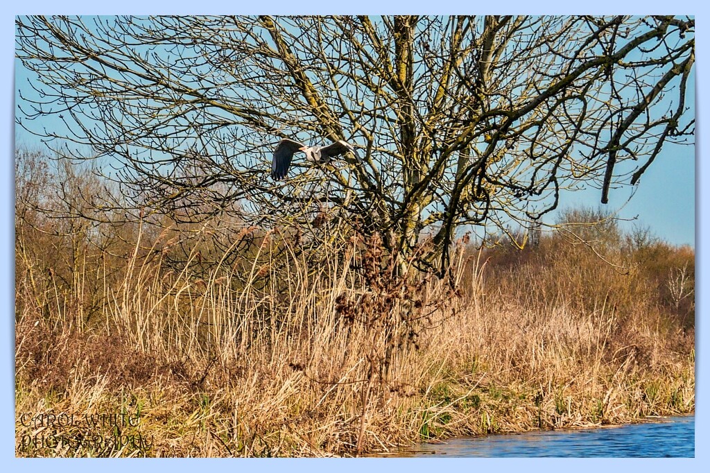 Heron,Taking Flight by carolmw