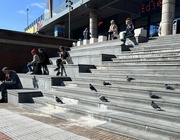 17th Mar 2022 - Pigeons and People enjoying the sun