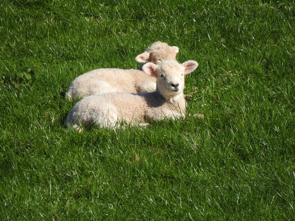 My First Lambs  by susiemc
