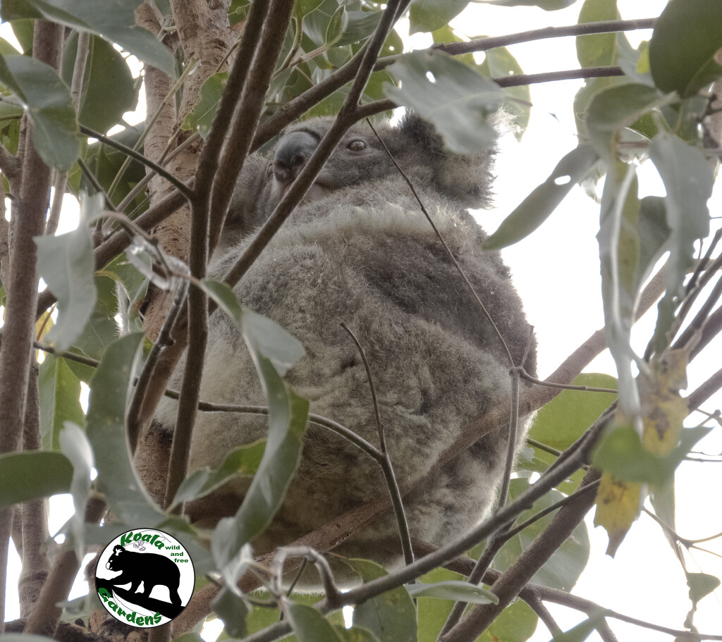 little Summer in the kindy by koalagardens