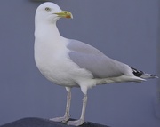 15th Mar 2022 - Whitby Gull