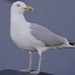 Whitby Gull by tonygig