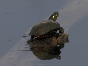 17th Mar 2022 - painted turtle 