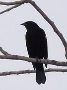 17th Mar 2022 - red-winged blackbird 