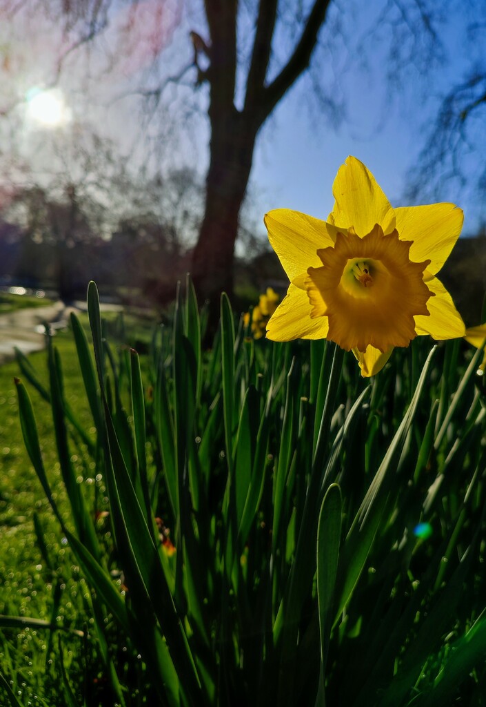 Green Park daffs revisited  by boxplayer
