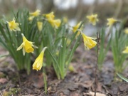 17th Mar 2022 - Wild daffodils