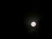 17th Mar 2022 - Misty Moon