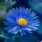 18th Mar 2022 - Blue Flower