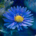 Blue Flower by yorkshirekiwi