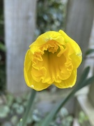 18th Mar 2022 - Spring flower