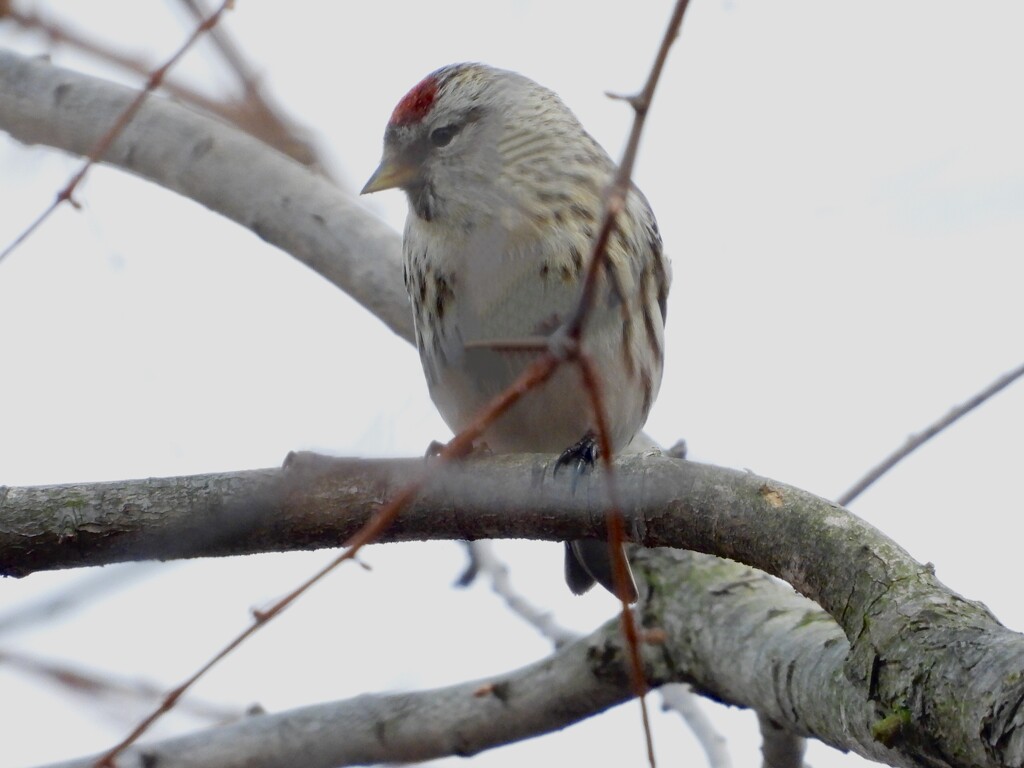 Common redpoll by amyk
