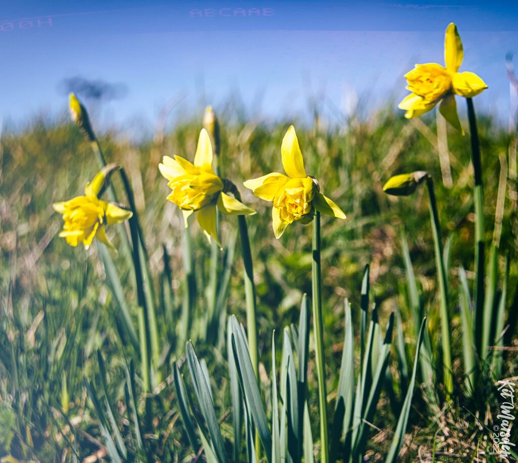 Spring? Is That You? by manek43509