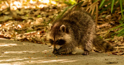 17th Mar 2022 - Baby Rocky Raccoon Testing Out the Cat Food!