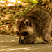 Baby Rocky Raccoon Testing Out the Cat Food! by rickster549