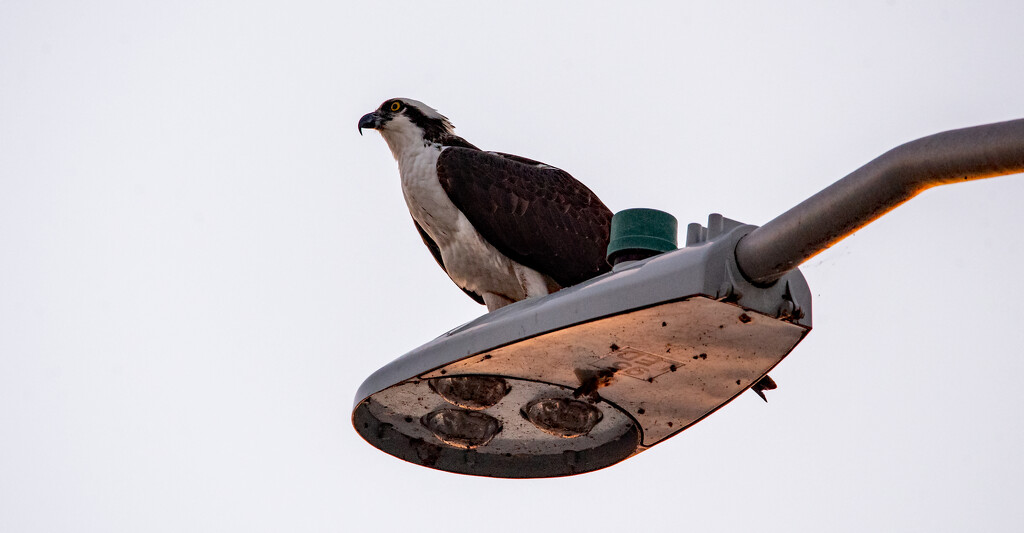 Osprey on the Overhead Street Lamp! by rickster549