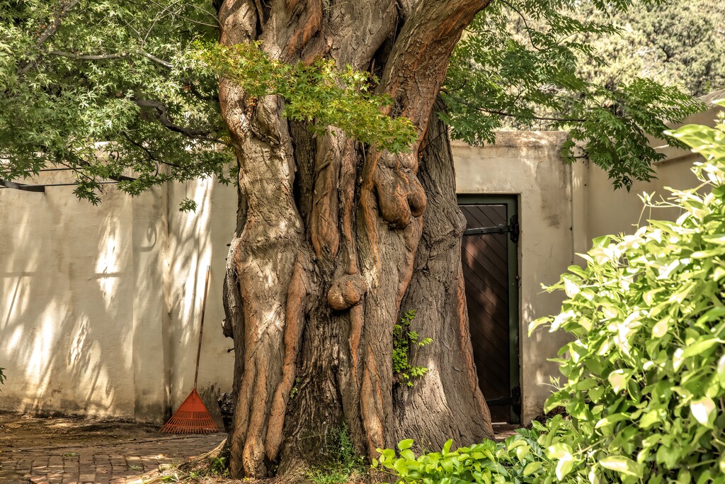 A most unusual tree by ludwigsdiana