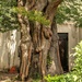 A most unusual tree by ludwigsdiana