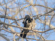 17th Mar 2022 - The hooded crow