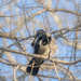 The hooded crow by haskar