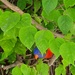 Peeking Parrot by will_wooderson