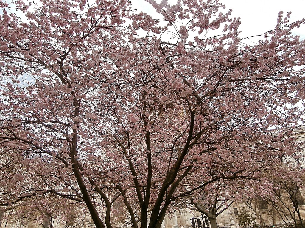 Spring blossom..... by cutekitty