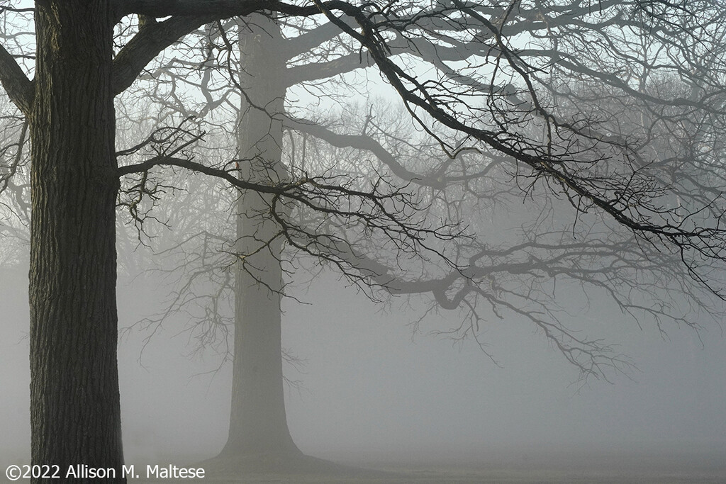 Morning Fog by falcon11