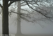 18th Mar 2022 - Morning Fog