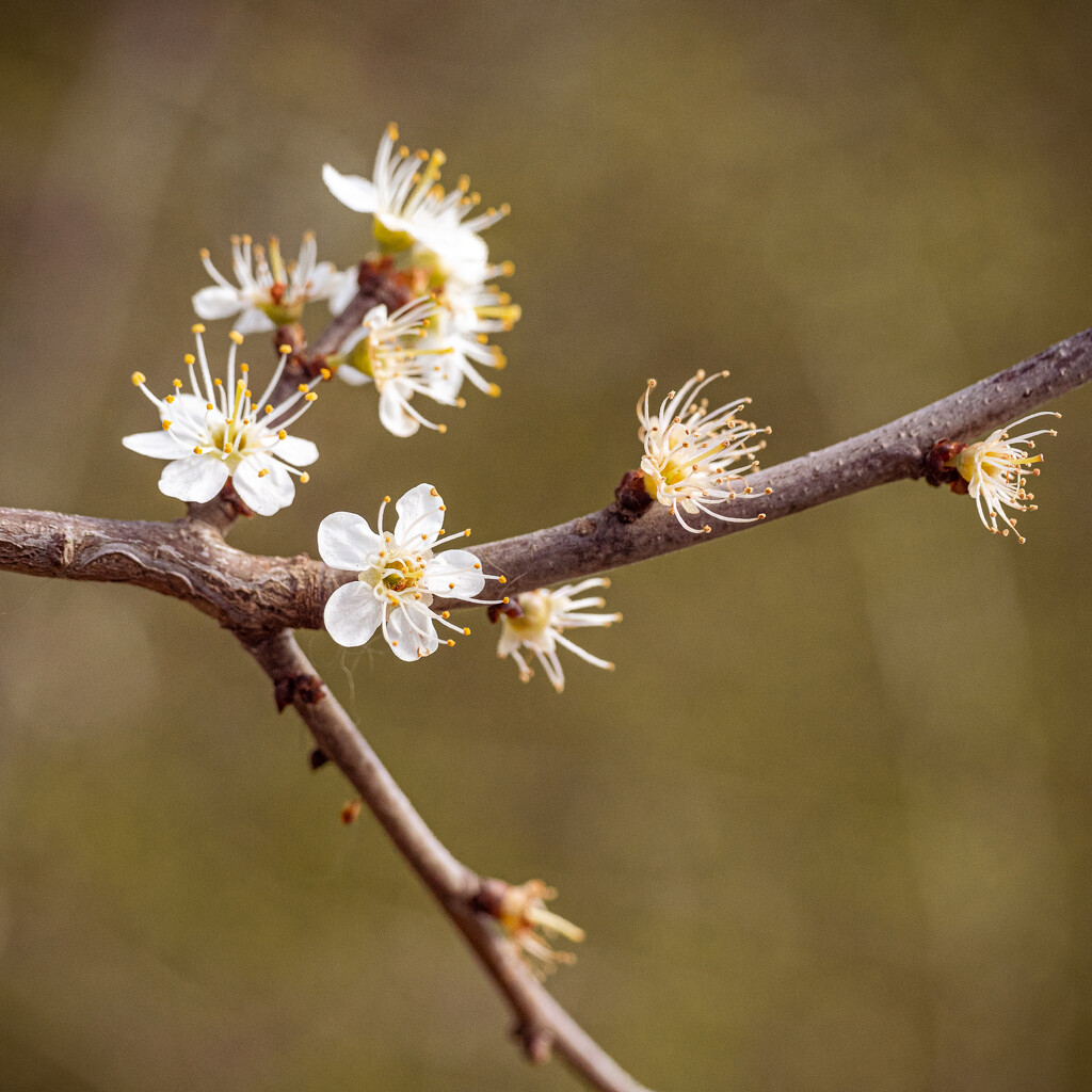 18th March - Blossom by newbank