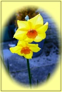 17th Mar 2022 - Another pretty little daffodil with an orange trumpet !! 