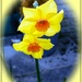 Another pretty little daffodil with an orange trumpet !!  by beryl