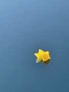 18th Mar 2022 - Floating Flower